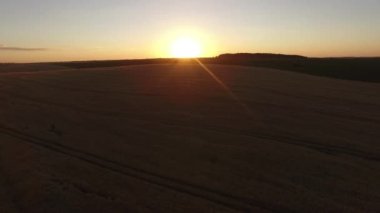 Hava taşıma Dolly sinek buğday alan Sunset akşam üzerinde