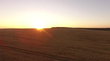 Anteni: 4 k günbatımı buğday alan üzerinde uçuş Ultrahd