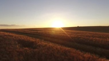 Anteni: Uçuş günbatımı 4 k buğday alanında üzerinde