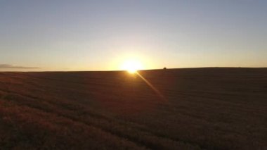 Güzel uzun hava taşıma sinek buğday alan Sunset akşam Ultrahd üzerinde