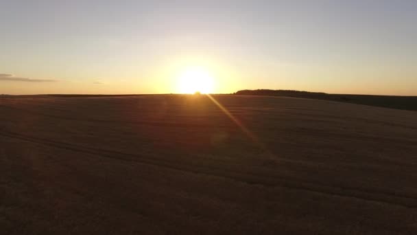 Voo noturno sobre o campo de trigo — Vídeo de Stock