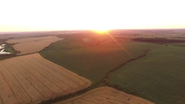 AERIAL: Voo sobre o campo de trigo ao pôr do sol na Ucrânia — Vídeo de Stock