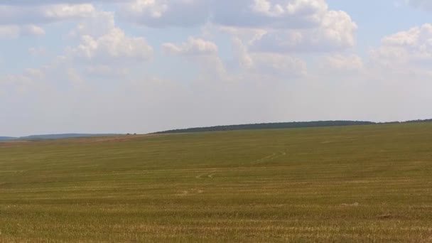 AERIAL: Політ над пшеничним полем у 1080 50fps — стокове відео