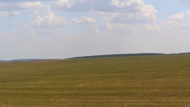 Antenne: Flug über das Weizenfeld in 1080 50fps — Stockvideo