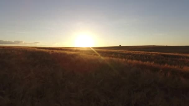 Antenn: Flyg över fältet vete i solnedgången — Stockvideo