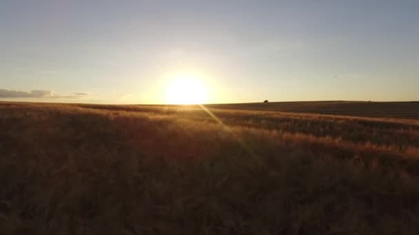 AÉRIAL : Vol au-dessus du champ de blé au coucher du soleil — Video