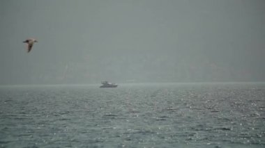 Yat ve Boka Körfezinde, Karadağ, Adriyatik Eylül 2016 yılında martı