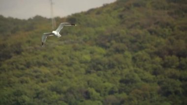 Boka Bay, Karadağ, Adriyatik Eylül 2016 yılında martı