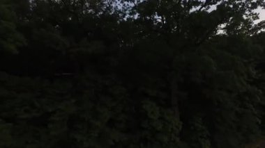 Gün batımında orman üzerinde uçan