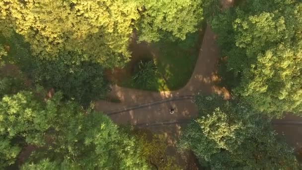 Luchtfoto Video pasgetrouwden zijn Circling in de dans door de bomen 4k — Stockvideo