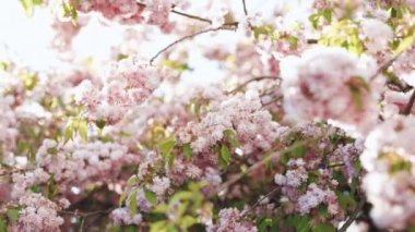 Ağlayan kiraz ağacı ve mavi gökyüzü. Pembe sakura çiçeği, kiraz çiçeği, Himalaya kiraz çiçeği Tayland 'da rüzgarın yakın planında sallanıyor.