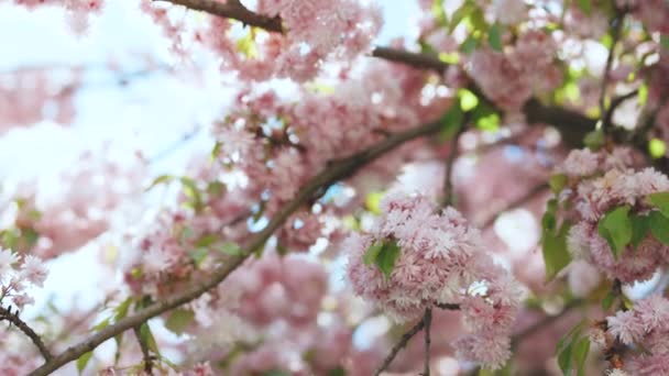 벚꽃의 분홍빛 꽃 이 가까이 있는 나무에 핀다. 벚꽃 이 핀 벚나무 가지. 벚꽃 이 핀아름다운 일본 나무. 봄 꽃. 체리. 사쿠라. 느린 동작 4k. — 비디오
