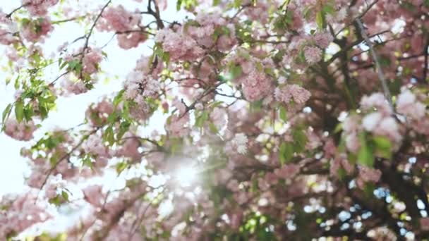 Körsbärsblomma, Sakura blomma, blommande körsbärsträd i full blom. Blåsande körsbärsblommor eller Sakura Blommor i en japansk trädgård på våren. Sakura över solljushimlen — Stockvideo