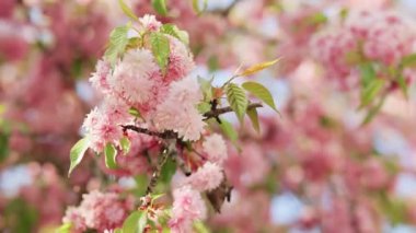Pembe sakura çiçeği, kiraz çiçeği, Himalaya kiraz çiçeği Tayland 'da rüzgarın yakın planında sallanıyor. Ağlayan kiraz ağacı ve mavi gökyüzü