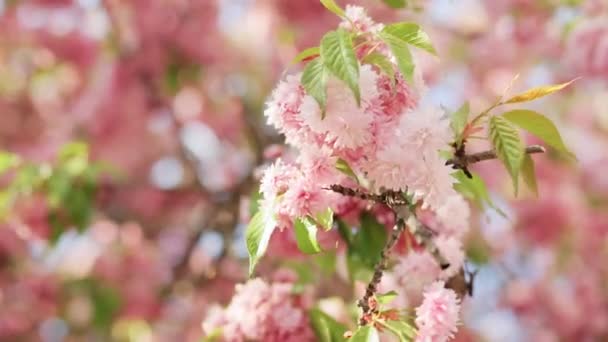 Cherry branch with flowers in spring bloom. Beautiful Japanese tree with cherry blossoms. Pink flowers of a cherry blossom on a tree close up. Spring Flowers. Cherry. Sakura. — 비디오