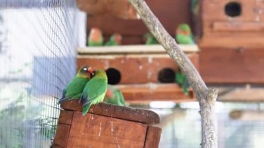Turuncu gagalı büyük yeşil papağan, diğerini besliyor. Bir çift papağan Ara ararauna. Vahşi yaşam ve yağmur ormanları popüler evcil hayvanlar gibi egzotik tropikal kuşlar..
