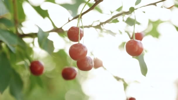 Cultivo de alimentos orgânicos. Bando de suculentas cerejas vermelhas maduras em um ramo de cerejeira no jardim de verão. Bagas vermelhas de cereja em árvore — Vídeo de Stock
