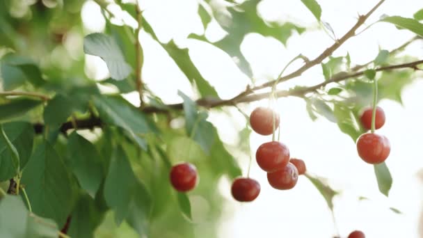 Κοντινό πλάνο των νόστιμων κόκκινων κερασιών στο κλαδί του δέντρου. Καλλιέργεια βιολογικών τροφίμων στον καλοκαιρινό κήπο. Βατόμουρα κόκκινα από κεράσι σε δέντρο — Αρχείο Βίντεο