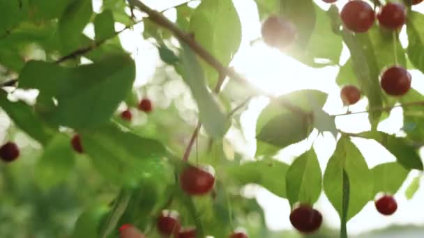 Cherry tree picking ripe cherries in the orchard. Close up woman hand picking fruit from cherry wood sunshine garden organic delicious harvest farm branch. Fresh red summer sweet tree bright vitamins — Stock Video