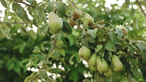 Αχλάδι με ώριμα φρούτα από κοντά. Φρέσκα αχλάδια που φυτρώνουν στον κήπο. Υγιή κατανάλωση φρούτων, έννοια συγκομιδής, ακατέργαστες βιταμίνες για χορτοφάγους, βιολογικά τοπικά τρόφιμα — Αρχείο Βίντεο