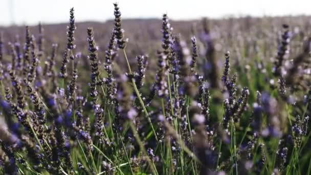 Лаванда гарно плаває у вітрі на заході сонця. Lavender Purple Aromatic Flowers at Lavender Fields of the French Provence — стокове відео