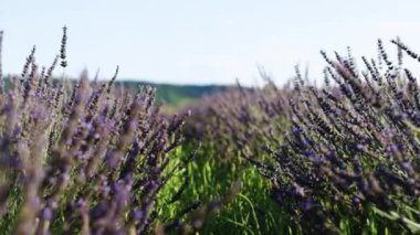 Gün batımında rüzgarda sallanan lavanta. Provence, Fransa 'daki lavanta tarlası. Çiçek açan mor kokulu lavanta çiçekleri. Büyüyen lavanta rüzgarda sallanıyor günbatımında gökyüzünde, hasat zamanı