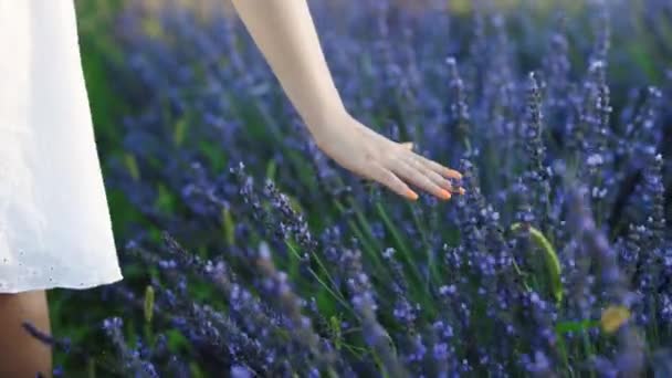 Mano de mujer joven tiernamente toca flores de lavanda puesta de sol verano lento deslizarse hacia atrás. Vista del campo de gran floración de flores de lavanda. Los rayos solares son de color púrpura. Aromaterapia — Vídeos de Stock