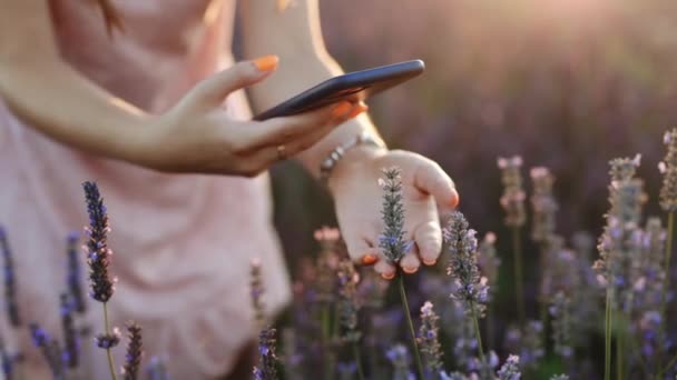 Woman Making Pictures of Endless Lavender Fields на смартфоні. Чудова жіноча модель користування телефоном, щоб сфотографувати Прованс — стокове відео