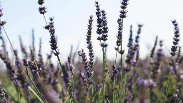 Bijen bestuiven op lavendel in het veld tijdens zonnige dag - Valensole Provence, Frankrijk. Bijen op lavendelbloem — Stockvideo