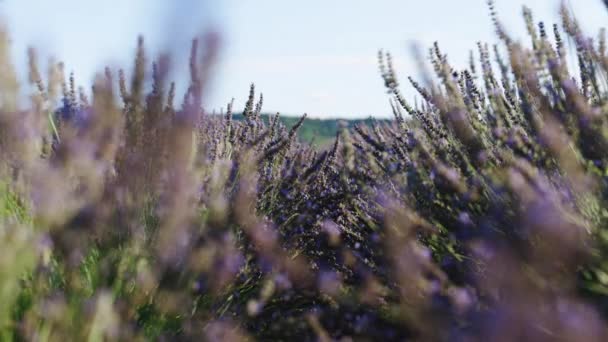 Kwitnące kwiaty lawendy kołyszące się na wietrze. Sezon lawendowy na płaskowyżu du Valensole, Prowansja, Francja Południowa, Europa. Spokojne tło kinematografii. SLOW MOTION 100 klatek na sekundę — Wideo stockowe