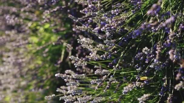 Vista vertical en video de los infinitos campos aromáticos de lavanda en la tranquila parte de la Provenza. Atardecer de verano ilumina los campos florecientes de lavanda en el campo francés. — Vídeo de stock