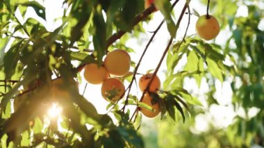 Sunlight 'ta şeftali meyvesi. Şeftali, meyve bahçesindeki bir dala asılı. Meyve toplama mevsimi. Ağacın üzerinde büyük sulu şeftaliler. Muhteşem bir meyve bahçesi. Sihirli güneş ışığı. Meyveler güneşte olgunlaşır. Sağlıklı yemek.