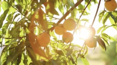 Büyük olgun şeftaliler. Şeftali, meyve bahçesindeki bir dala asılı. Şeftali meyvesi. Tarım. Meyve toplama mevsimi. Meyveler güneşte olgunlaşır. Organik ürün. Muhteşem bir meyve bahçesi. Sihirli güneş ışığı.