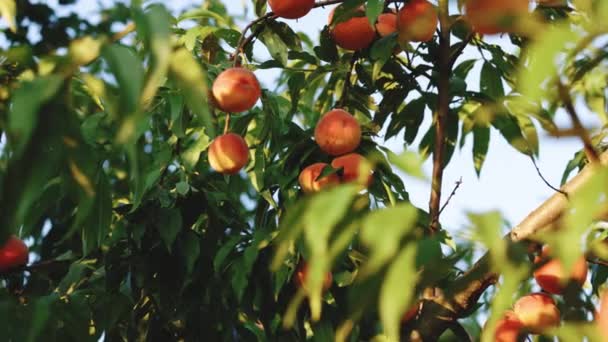 Färgglada frukter på träd redo att skördas på sommaren. Fluffig persikofrukt och gröna blad i trädgården. Persikor och gröna blad i sommarträdgården. Persikofruktträdgård med mogna persikor. — Stockvideo