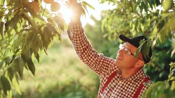 Profi kalapos farmer dolgozik a zöld kertben és ellenőrzi a fiatal őszibarackot. Ember, aki organikus gyümölcsöket termeszt a nyári időszakban. Érett gyümölcsök nőnek a fán. Szüret — Stock videók