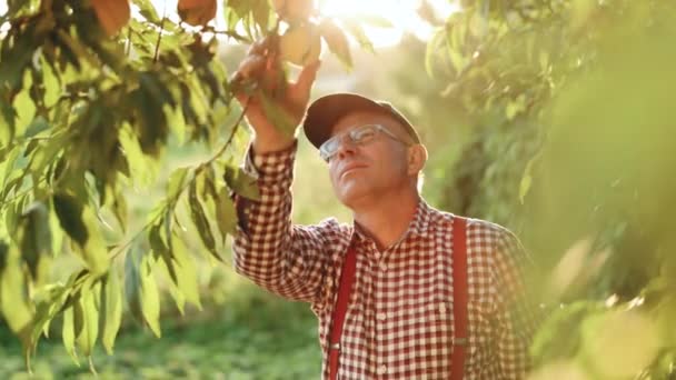Profesionální zahradník v montérkách a čepici při procházce po broskvové zahradě a kontrole kvality sklizně při západu slunce. Starší muž pečující o čerstvé a chutné ovoce venku. Čas sklizně — Stock video