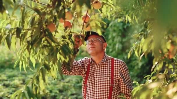 Senior man i sommarmössa arbetar på grön trädgård och kollar unga persikor. Gammal bonde i uniform som odlar ekologiska färska persikor i privat trädgård. Mogna frukter växer på trädet. Skörd — Stockvideo