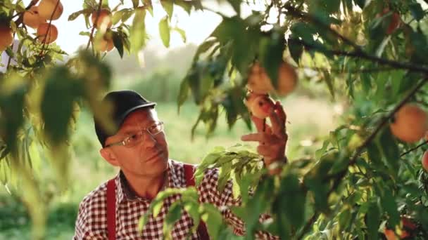 Reifer Bauer in Uniform, der im privaten Garten frische Bio-Pfirsiche anbaut. Ein älterer Mann mit Sommermütze arbeitet im grünen Garten und kontrolliert junge Pfirsiche. Reife Früchte wachsen am Baum. Ernte — Stockvideo