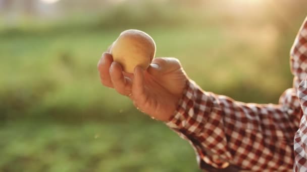 Fruta de melocotón. Las manos masculinas sostienen fruta fresca y hermosa de melocotón en el día soleado. Temporada de cosecha de frutas. Los frutos maduran al sol. Comida saludable. Producto ecológico. Alimento saludable — Vídeo de stock