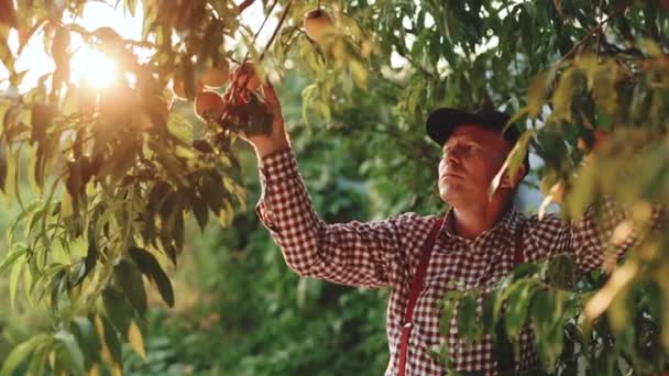 Starší farmář vybírá velké zralý broskve. Ovoce zraje na slunci. Broskev visí na větvi v sadu. Období sběru ovoce. Broskvové ovoce. Zdravé jídlo. Ekologický produkt. Báječný sad — Stock video