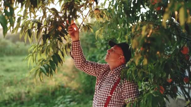 Концепція сільського господарства старий фермер збирає деякі персики з дерева посеред персикового саду. Фермер працює в зеленому саду і перевіряє молодих персиків — стокове відео