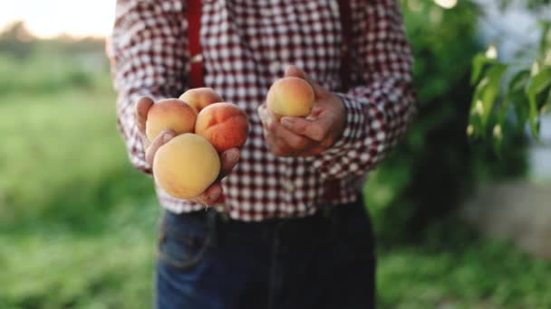 Mannelijke handen houden op zonnige dag verschillende verse, mooie perzikvruchten in palmen. Perzikvruchten. Een perziktuin. Fruit rijpt in de zon. Oogsttijd — Stockvideo