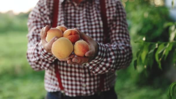 男性の手は晴れた日にヤシの中にいくつかの新鮮な美しい桃の果物を保持します。桃の実。果実は太陽の下で熟します。収穫の時間だ。桃園 — ストック動画