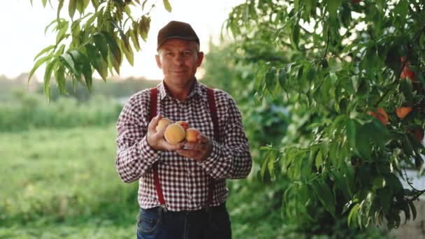 Portret starszego mężczyzny w brzoskwiniowym ogrodzie z ufnością patrzącego w kamerę. Mężczyzna ręce posiadają kilka świeżych owoców brzoskwiniowych w palmach w słoneczny dzień. Brzoskwiniowe owoce. Czas zbiorów — Wideo stockowe