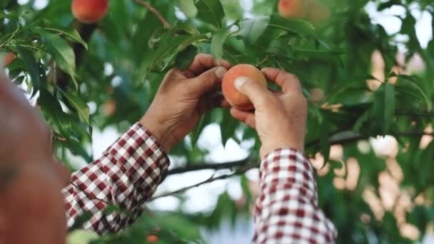 Profesionální farmář pracující v zelené zahradě a kontrolující mladé broskve. Člověk pěstující organické ovoce v letním období. Zralé ovoce roste na stromě. Čas sklizně. — Stock video