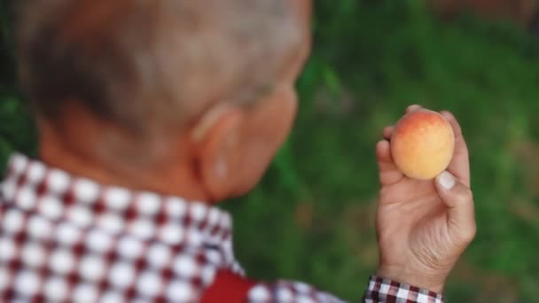 Rolnik pracujący w zielonym ogrodzie i sprawdzający młode brzoskwinie. Człowiek uprawiający owoce organiczne w okresie letnim. Dojrzałe owoce rosną na drzewie. Mężczyźni trzymają świeże, piękne brzoskwiniowe owoce. Czas zbiorów — Wideo stockowe