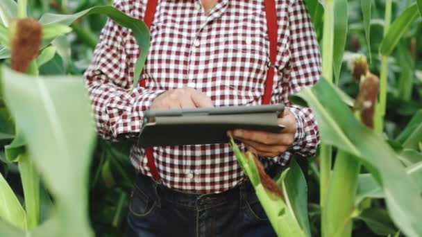 Starý farmář s digitálním tabletem pracující na polní chytré farmě na poli s kukuřicí. Pracuje v polní sklizni. Starý starší zemědělec se zabývá zemědělským zemědělstvím. Koncept zemědělství — Stock video