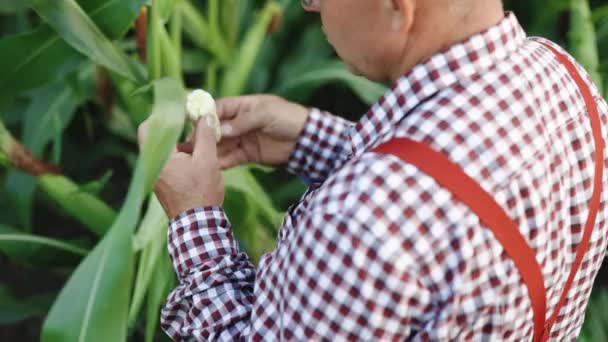 Jordbruksmajsens skörd. Guldmajs växer. Majsskörd. Jordbrukare arbetar majsfält. Ekologisk jordbrukare, ekologisk trädgårdsodling, produktion av livsmedel och grödor, ekologiskt jordbruk, jordbruksareal — Stockvideo