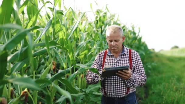 Senior farmář, majitel firmy hledá v tabletu v kukuřičném poli. Zemědělský agronomista na kukuřičném poli při západu slunce. Ekokulturní farma. Starší agronomista s tabulkou v ruce. Zemědělský agronomista kontroluje ekologické plodiny — Stock video