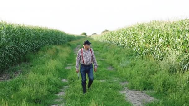 Фермер с цифровой табличкой в руке идет по грунтовой дороге между сельскохозяйственными полями кукурузы на закате. Проверка урожая. Старший с планшетом в руках. Фермер-агроном проверяет экологические культуры. — стоковое видео